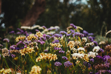 Fototapeta premium Yellow and purple flowers
