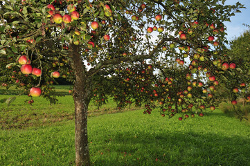 Apple tree overflowing with ripening red fruit in farm orchard