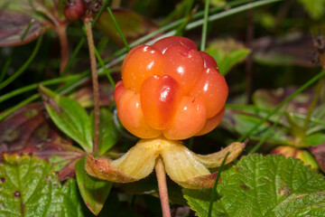 Closeup of a big ripe cloudberry, Rubus chamaemorus.
