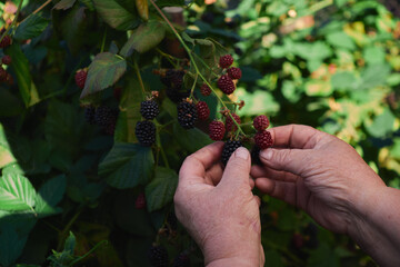 senior woman picks fresh blackberries in the garden