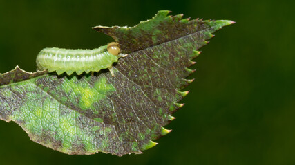 Closeup of a green butterfly larvae eating on a rose-leaf.