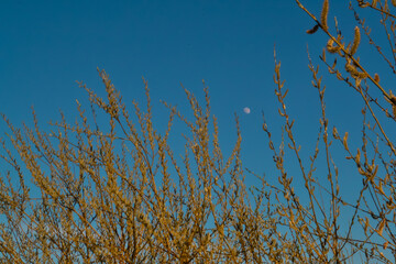 orange fluffy twigs of pussy willow on tree in the light of sunset, against a blue sky with a moon in spring in April