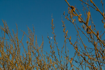red orange fluffy twigs of pussy willow on tree in the light of sunset, against blue sky with a moon in spring in April