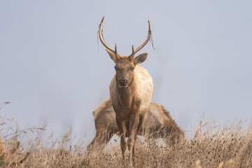 Tule elk in the mist