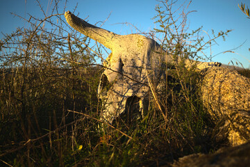 Craneo de un toro sobre el campo, luz dorada del atardecer y cielo azul