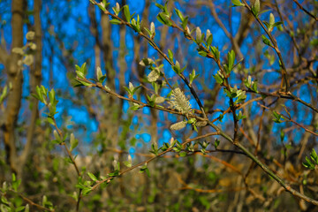 green fluffy twigs of pussy willow on a tree in the light of sunset, against blue sky in spring in April