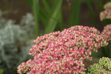 the sedum plant blooms in late summer