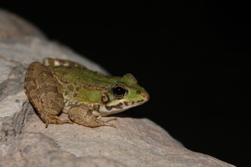 Frog in the Lake / Rana en la charca , Andalucía, España