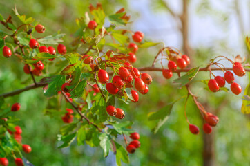 Red hawthorn berries on a green bush. Medicinal plant