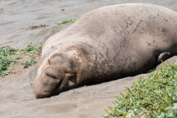 Elephant seal 