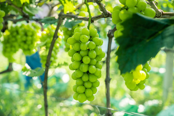 Sun rose grapes grown on trees