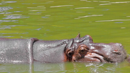 Hippopotamus resting in pond during the day