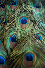 Detail from a peacock feather close-up