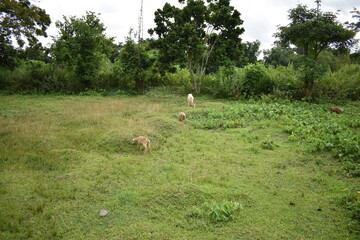 white cow in the grass