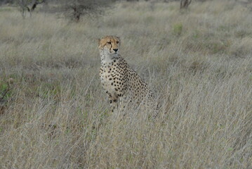 Cheetah sitting