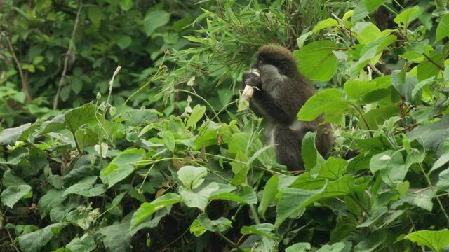 Bale Mountains vervet among lush green leaves eating bamboo, Ethiopia