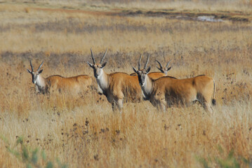 Antelope