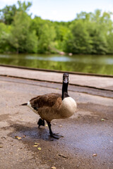 A Canadian goose stare down