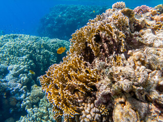 Naklejka na ściany i meble colorful corals and exotic fishes at the bottom of the red sea. beautiful natural summer background