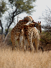 Giraffes Hugging