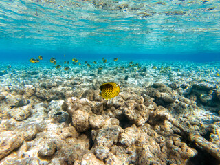 colorful corals and exotic fishes at the bottom of the red sea. beautiful natural summer background