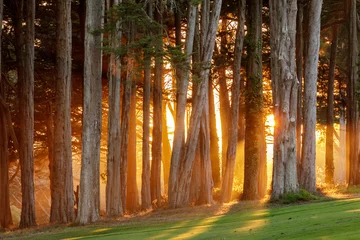 Selbstklebende Fototapeten Dramatic Sunset of Monterey Cypress Trees over the Presidio in San Francisco, California. © Yuval Helfman