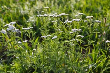 Schafgarbe (Achillea millefolium) in der Wiese © Schlesier