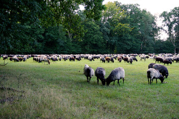 Eine Herde Heidschnucken weiden auf einer Wiese