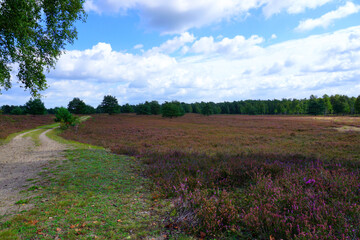 Radweg oder Wanderweg durch die Heidelandschaft bei Schneverdingen in Niedersachsen