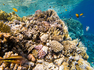 Fototapeta premium colorful corals and exotic fishes at the bottom of the red sea. beautiful natural summer background