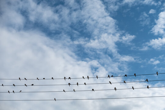 swallows resting on the power line