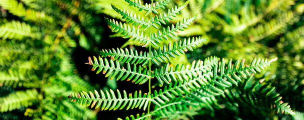 Fern´s leaf texture / macro nature texture - El Bierzo, Spain
