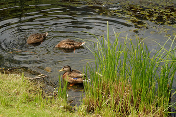ducks floating on the lake behind the green grass
