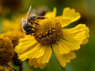 Honey bee gathering pollen on a yellow Helenium sneezeweed flower in a garden