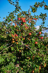 Overgrown apple tree with a lot of ripe and red apples.