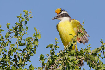 Great kiskadee (Pitangus sulphuratus) perched showing yellow crest, South Texas, USA