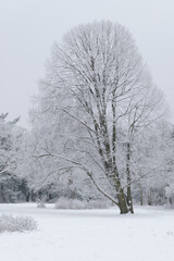pochylone oszronione drzewo zimą na zaśnieżonym trawniku