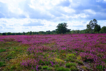 Ein Blick über die blühende Heide bei Schneverdingen in Niedersachsen