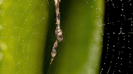 Trashline Orbweaver of the Genus Cyclosa