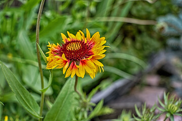 yellow flower on green background
