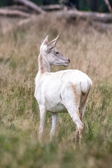 Fototapeta na wymiar Red Deer Stags (Cervus elaphus) europe
