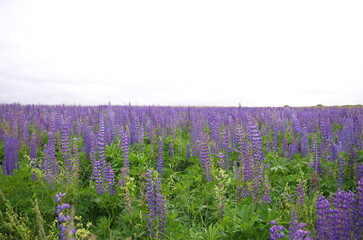 fabulous smells of warm summer