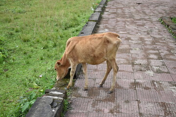 cow on the meadow