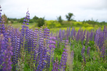 fabulous smells of warm summer