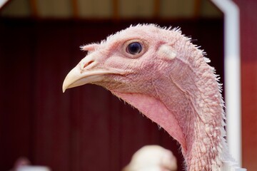 A detailed close-up of a turkey's face and eyes.