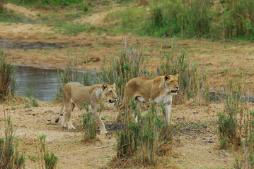 Lionesses
