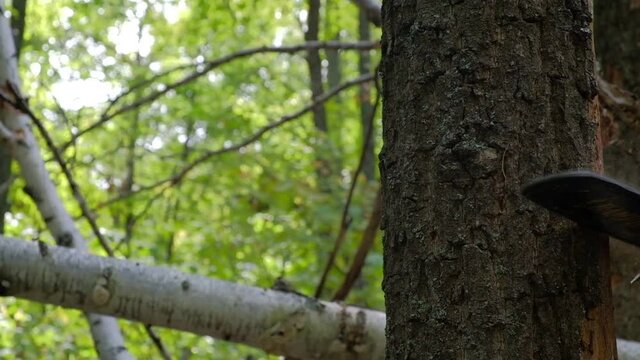 A man saws a tree with a chainsaw