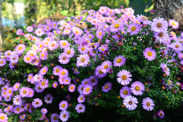 Growing beautiful Aster alpinus, dwarf pink alpine aster flowers richly blooming in the flowerbed in autumn. - obrazy, fototapety, plakaty