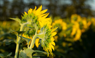 Sunflower Flower Blossom. Golden sunflower in the field backlit by the rays of the setting sun.
