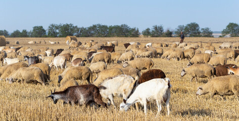 A herd of goats and sheep. Animals graze on the stubble of wheat. Round bales of straw in the field.